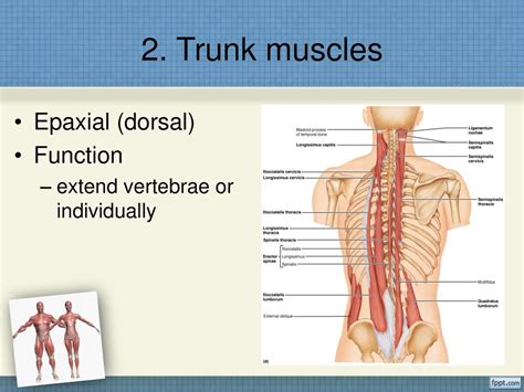 Muscle Gross Anatomy Department of Biology, WCU. - ppt download