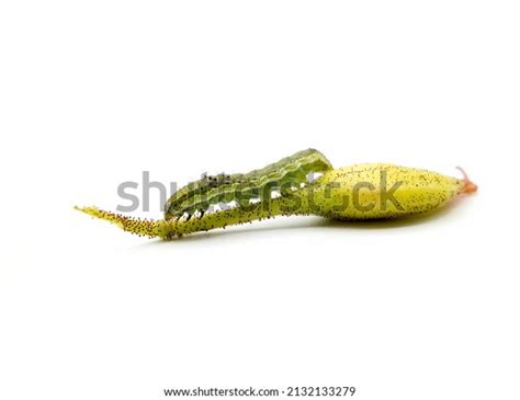 Helicoverpa Armigera Moth Larva Fall Armyworm Stock Photo 2132133279 ...