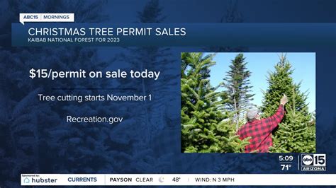 Christmas tree permits on sale for Arizona National Forests