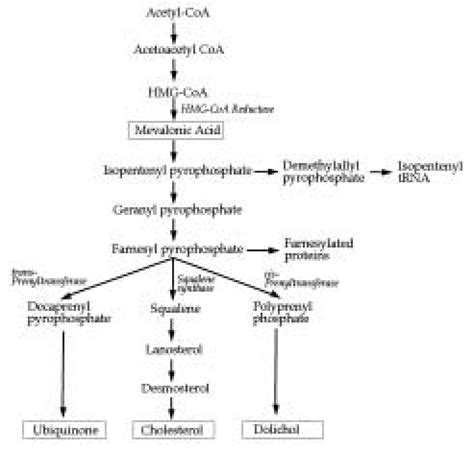 The mevalonate pathway. Inhibition of HMG-CoA reductase results in... | Download Scientific Diagram