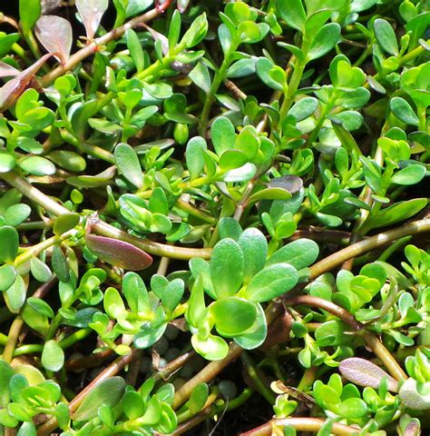 Brahmi Plant (Bacopa Monnieri) - Woodvale Fish & Lily Farm