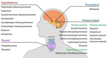 Endocrine Gland Vs Exocrine Gland