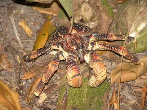 Coconut crab