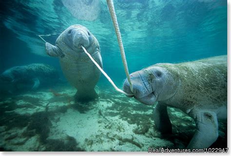 Snorkeling with Manatees in Crystal River, Crystal River, Florida Eco Tours | RealAdventures