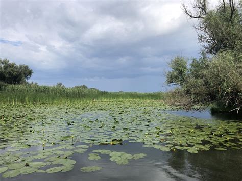 Referat Delta Dunarii Biologie - Flora si fauna Deltei Dunarii - Info ...