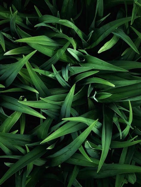 Close-up of Bright Green Leaves · Free Stock Photo