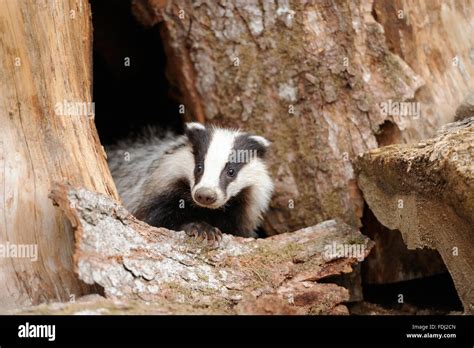 Badger near its burrow in the forest Stock Photo - Alamy