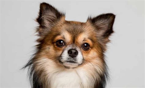 7 Types of Chihuahuas: From Short-Haired to Apple-Headed!