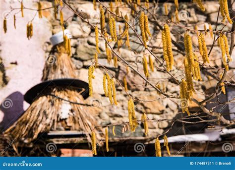 Beehive Behind a Branch of a Hazel Stock Image - Image of apiary ...