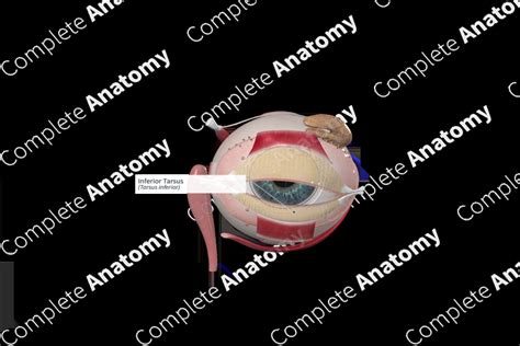 Inferior Tarsus | Complete Anatomy