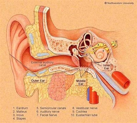 Ear Infection - Acute Otitis Media - ENT Clinic