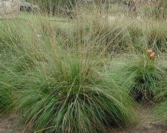 Muhly Grass Seeds - Etsy