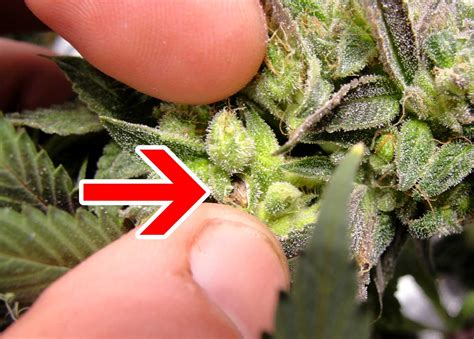 What causes seeds in buds while growing cannabis? | Grow Weed Easy