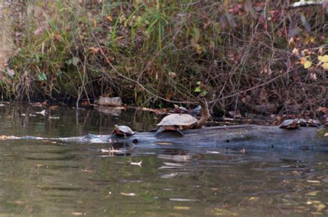 Mercer County Park | New Jersey Trails Association