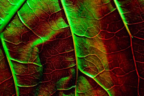 Free Photo | Macro of a green leaf