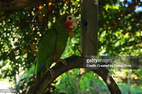 67 Cuban Parrot Stock Photos, High-Res Pictures, and Images - Getty Images