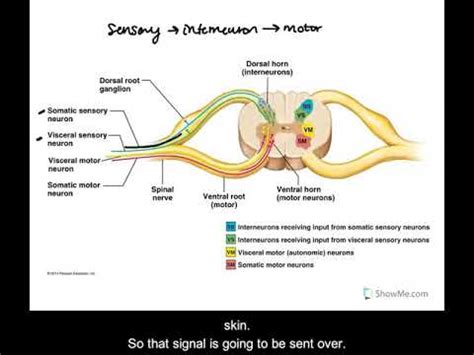 Dorsal and Ventral Horns of the Spine - YouTube