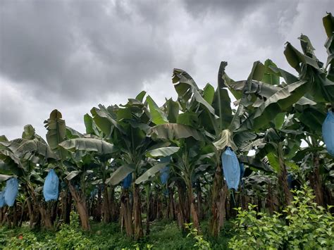Banana farm in Costa Rica | They apply fungicide sprays ever… | Flickr