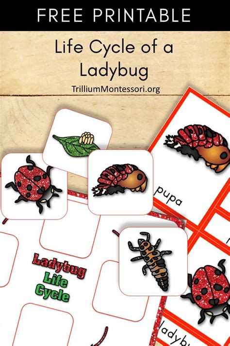 Free Printable: Life Cycle of a Ladybug (or Ladybird) | Life cycles ...