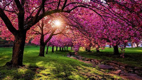 1920x1080px | free download | HD wallpaper: nature, pink, spring, tree, blossom, plant, flower ...