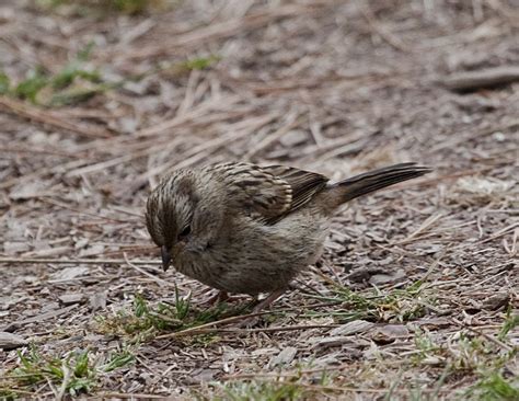 Pictures and information on White-crowned Sparrow