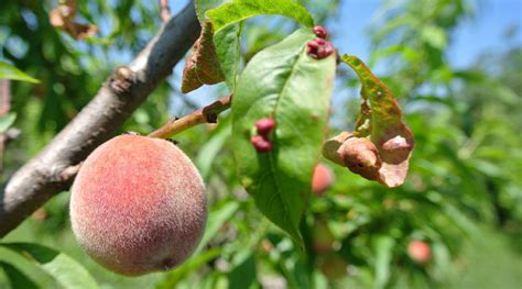 Peach leaf curl - Problems & pests