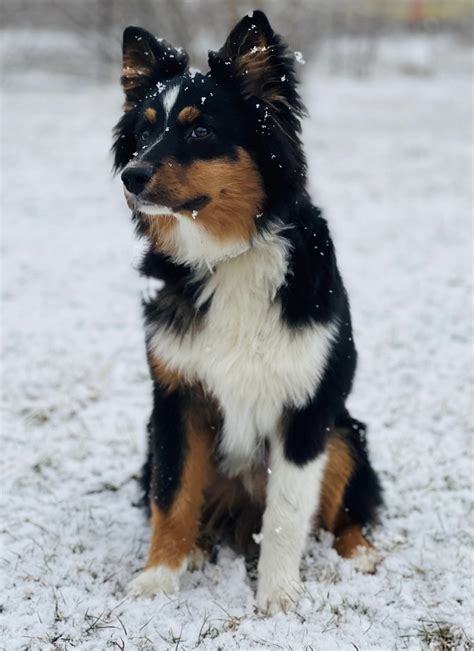 Black Australian Shepherd Guide: Black Tri, Black Bi & All Black