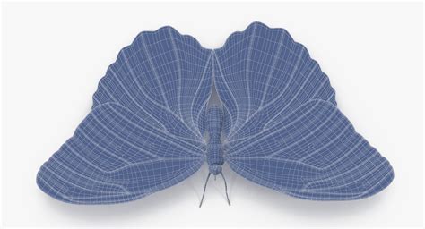 blue morpho butterfly wings 3d model