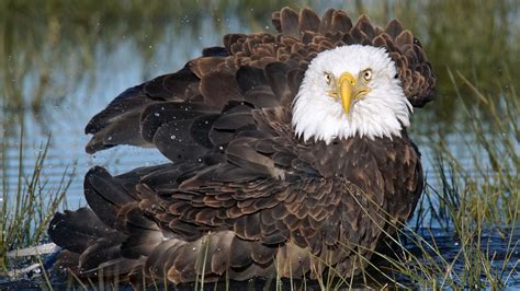 Bald Eagle Hunting Fish Hd Wallpaper : Wallpapers13.com