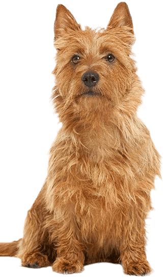 Australian Terrier - Training Course on Australian Terrier