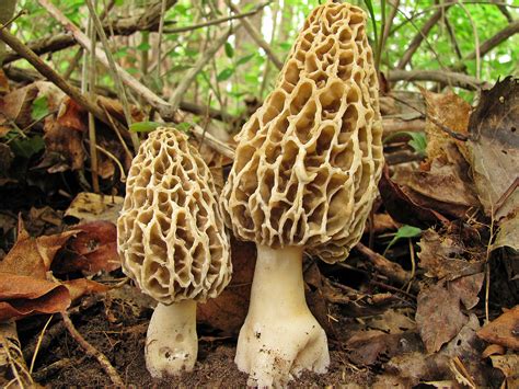 Ultimate Morel Mushroom Guide: 20 Recipes, Identification Tips, Look-Alikes, Health Benefits ...