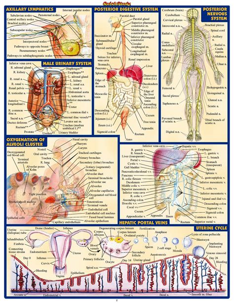 QS Anatomy II (2)