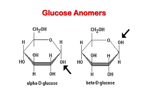 PPT - Carbohydrates PowerPoint Presentation, free download - ID:2687565