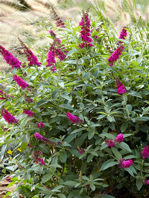 Dwarf Butterfly Bush Varieties: What You Need to Know - My Home Garden