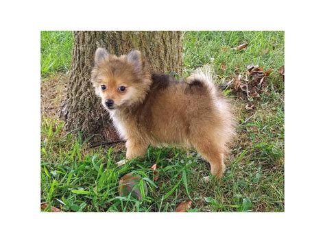 Pomeranian Puppies Purebred Bowling Green - Puppies for Sale Near Me