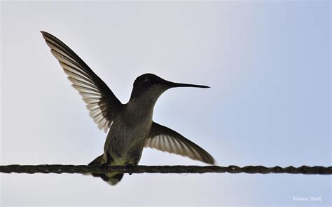 Alabama Hummingbird Photograph by Verana Stark - Pixels