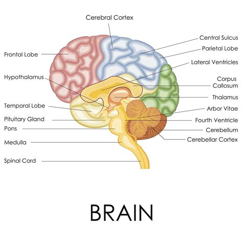 Cerebral Cortex Diagram Labeled