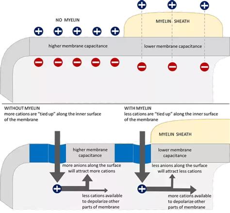 [SOLVED] Why is saltatory conduction in myelinated axons faster than continuous conduction in ...