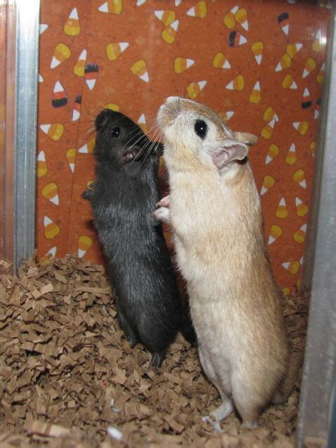 43 Gerbils ideas | gerbil, super cute animals, small pets