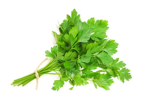 Hindi Translation of “parsley” | Collins English-Hindi Dictionary