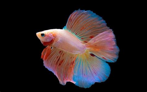 Rainbow Betta Fish : Live Betta Fish Male Koi Rainbow Galaxy Halfmoon ...