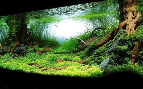 Fish Tank Wallpapers - Wallpaper Cave