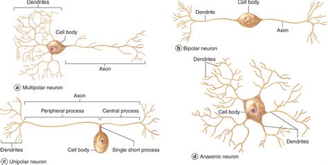 Nerve Tissue & the Nervous System | Basicmedical Key