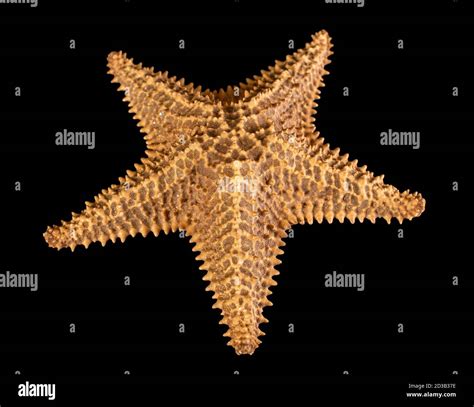 Brown starfish isolated on black background. Close-up Stock Photo - Alamy