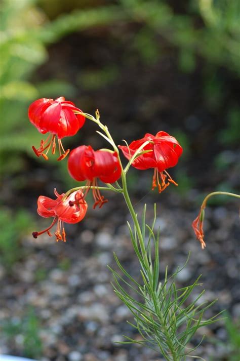 Lilium pumilum - Korallilje, Coral Lily | Botanical Garden - Natural History Museum, University ...