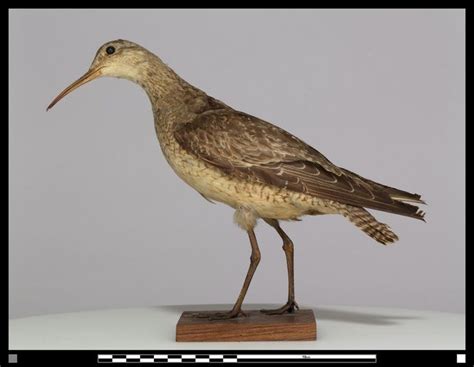 Extinct Eskimo Curlew | Eskimo Curlew (possibly extinct), has not been ...
