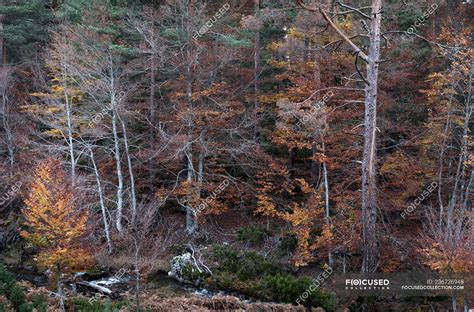 Trees in autumn forest — flora, picturesque - Stock Photo | #236726948