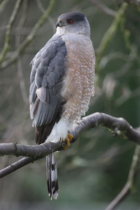 Accipiter cooperii - Cooper’s Hawk -- Seen since childhood, first recorded sighting: 3/1/2014 ...