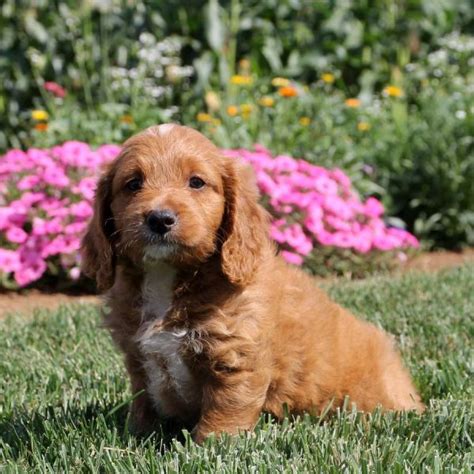 Brittany Spaniel Mix Puppies for Sale | Greenfield Puppies