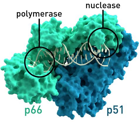 Reverse Transcriptase Structure | Hot Sex Picture